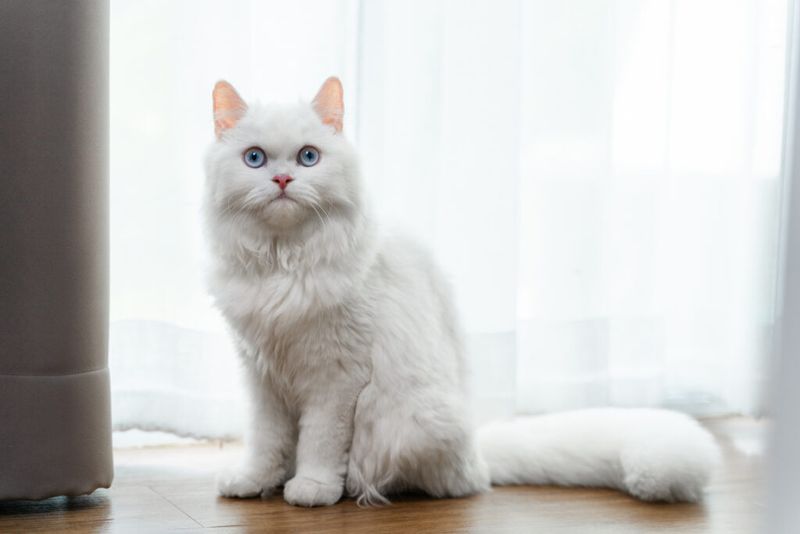 Persian