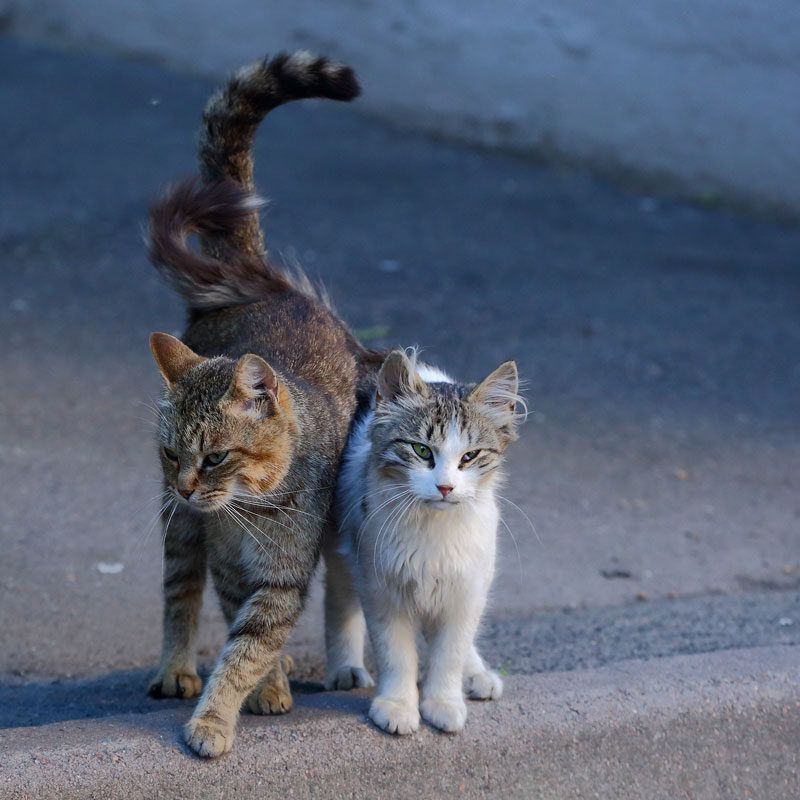 Pest Control Team