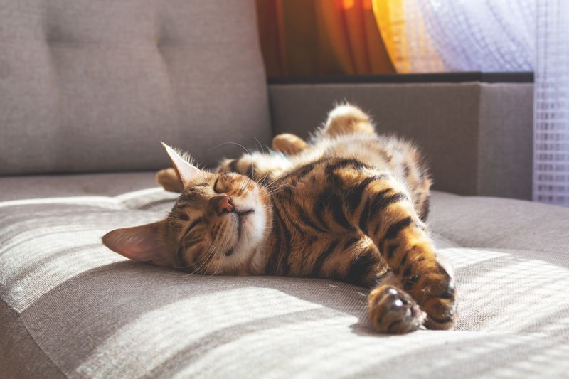 Pet Hair Resistance