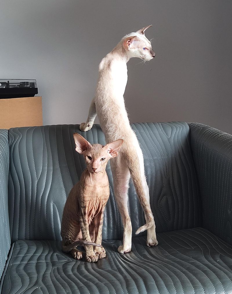 Peterbald