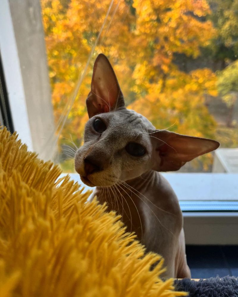 Peterbald