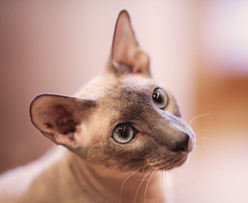 Peterbald