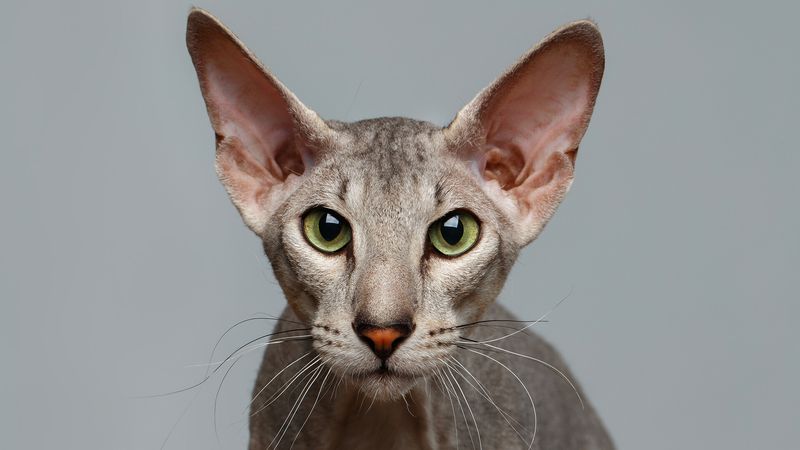 Peterbald