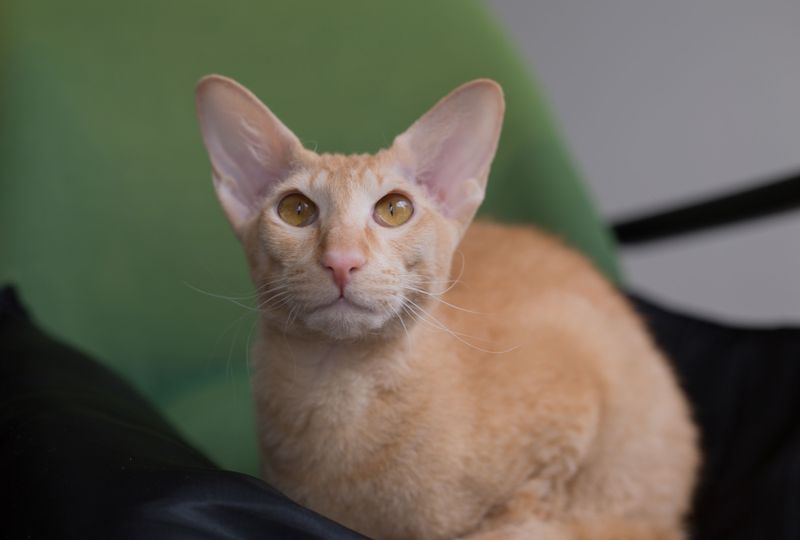 Peterbald