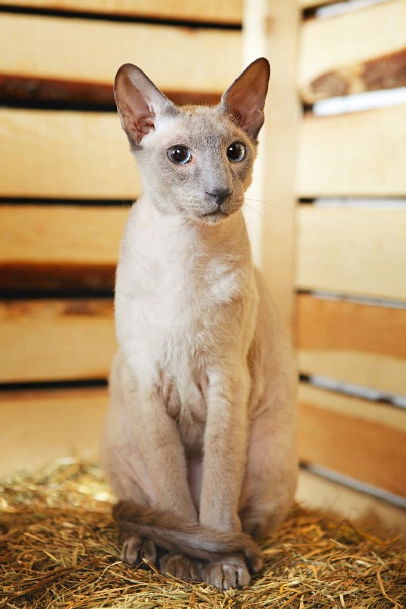 Peterbald