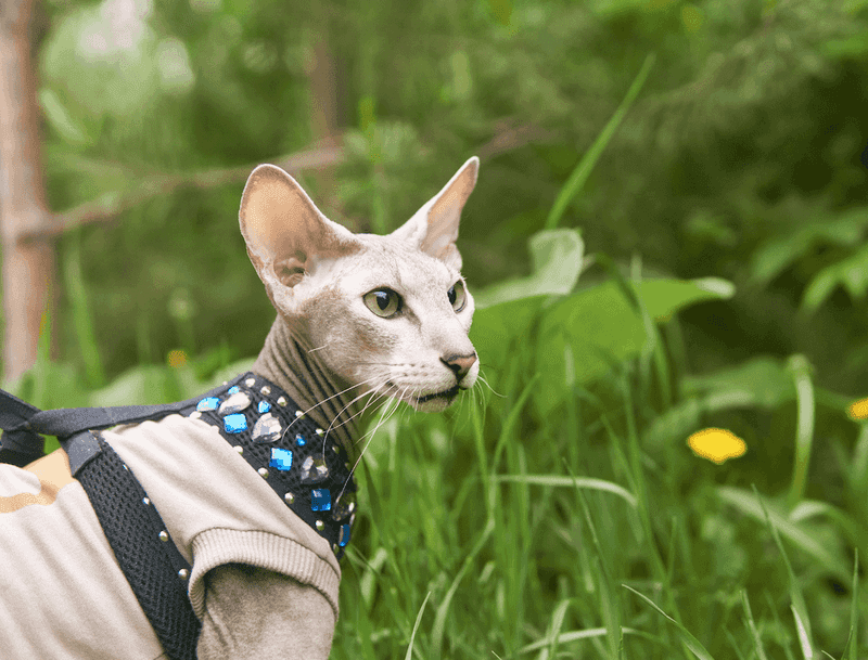 Peterbald