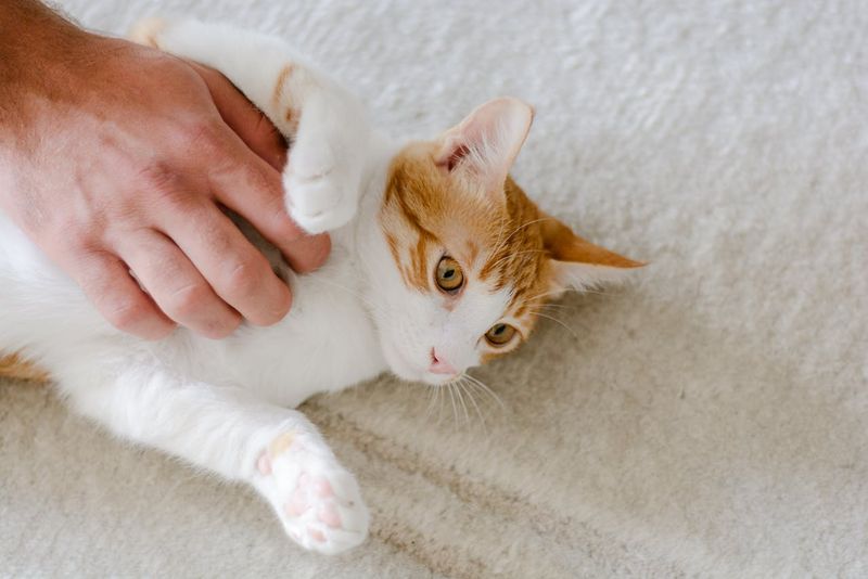 Petting Against the Grain of Their Fur