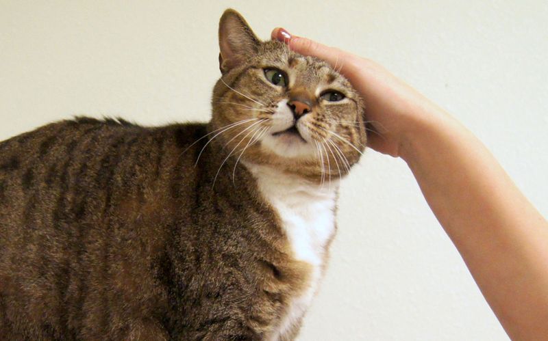 Petting the Same Spot Too Long
