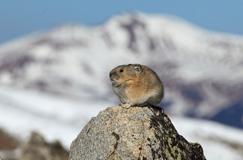 Pika