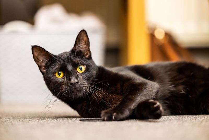 Pirates' Good Luck—or Curse—Cat