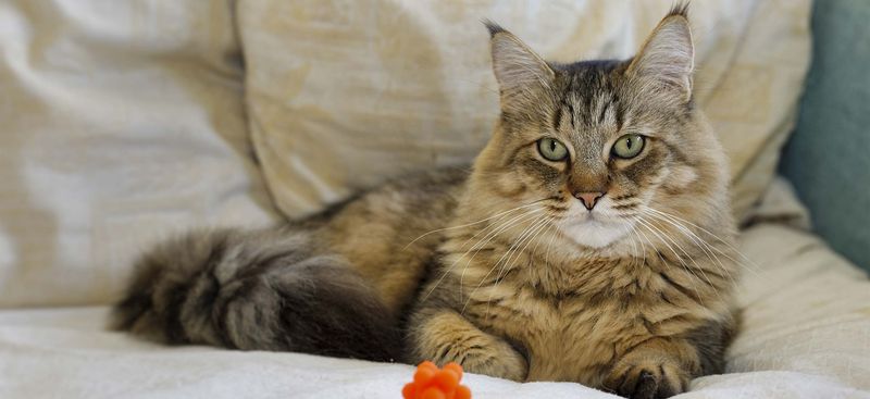 Pixiebob Longhair