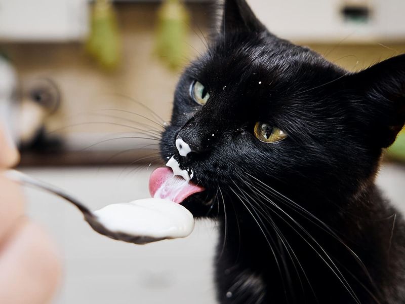 Plain Yogurt