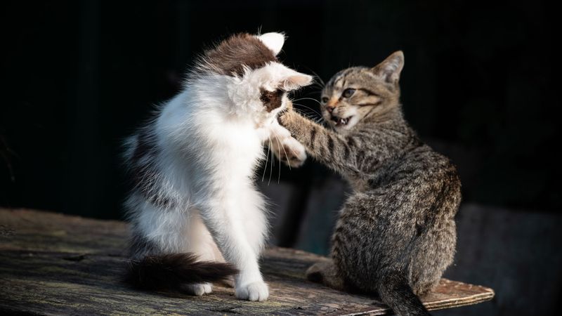 Playful Aggression