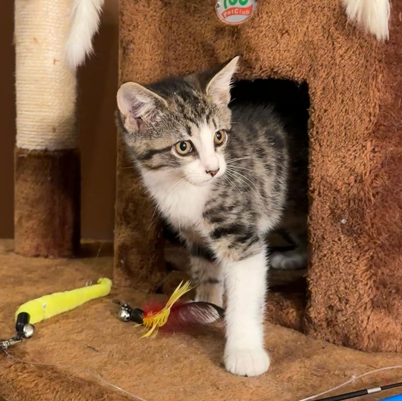 Playful Behavior Emerges