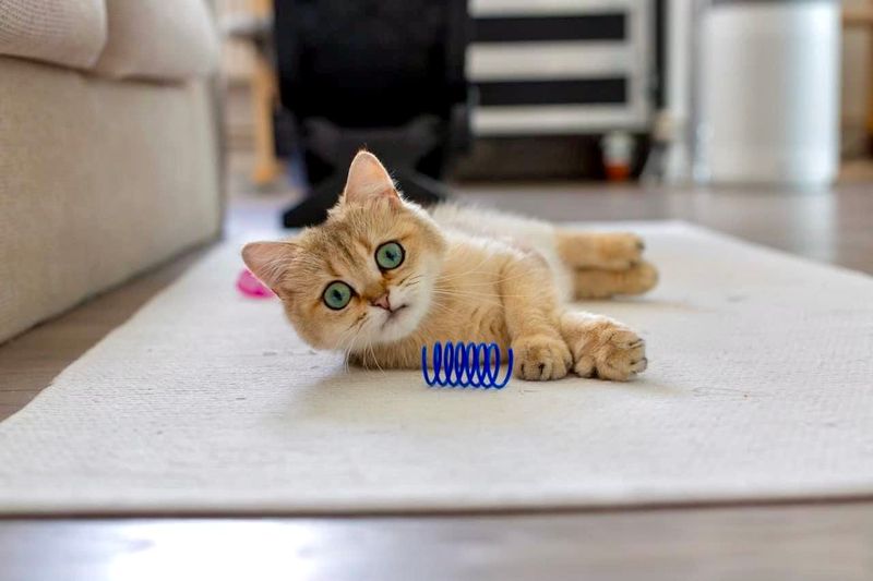 Playful Behavior Even When Alone