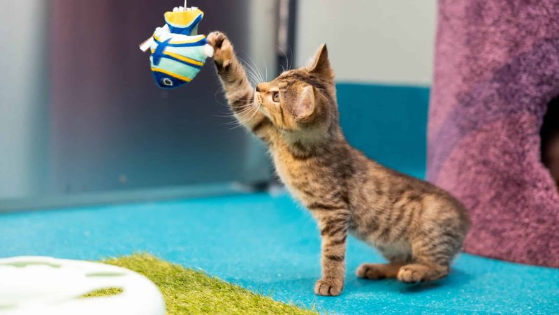 Playful Pouncing Returns
