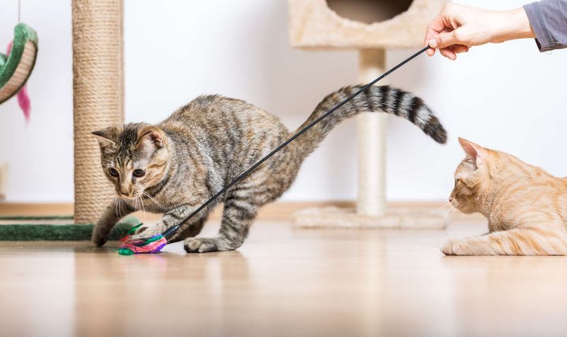 Playful Pouncing Returns