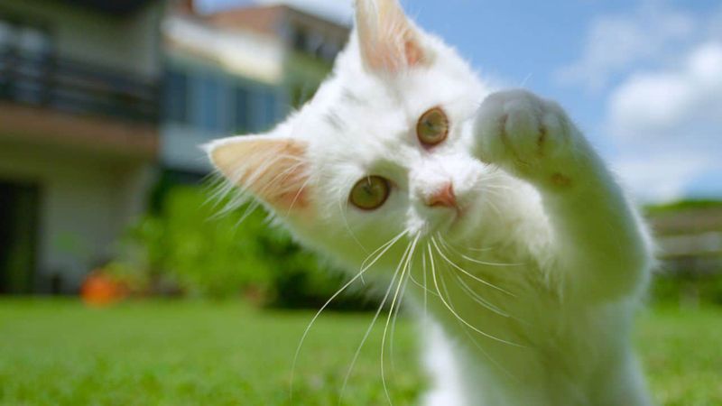 Playful and Energetic Behavior