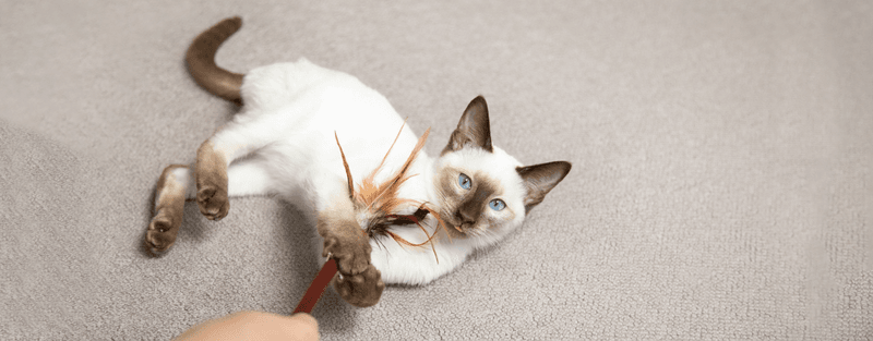 Playtime That Mimics Hunting