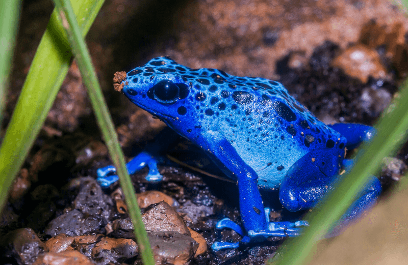 Poison Dart Frogs