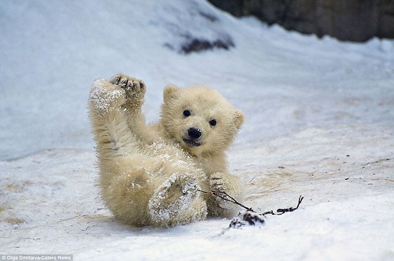 Polar Bears