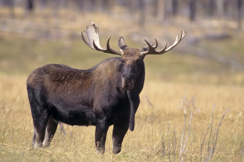 Moose