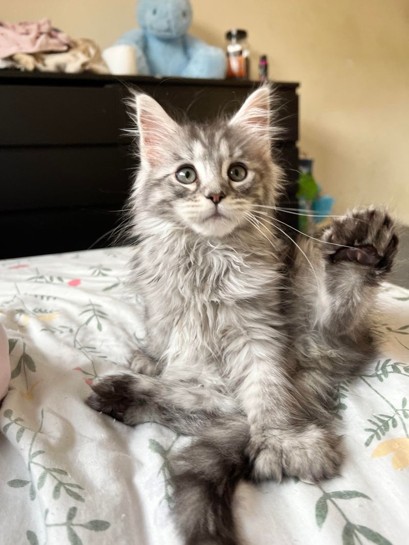 Polydactyl Predisposition