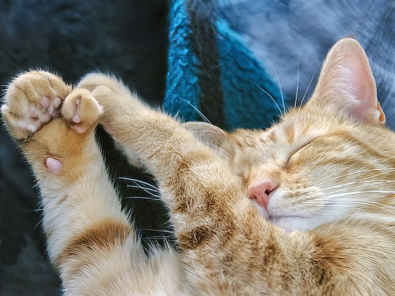 Polydactyl