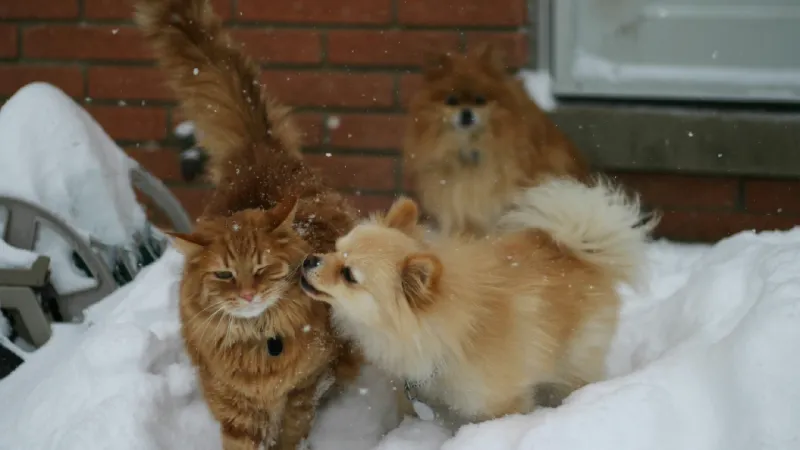 Pomeranian