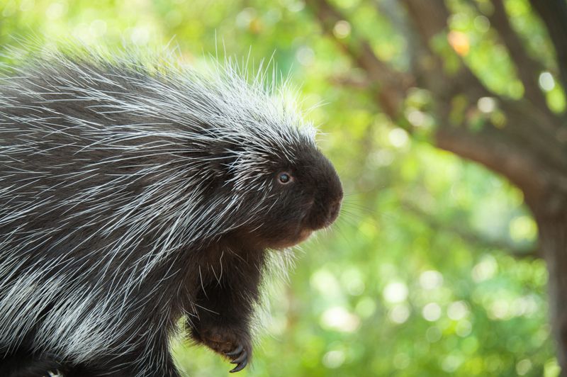Porcupines
