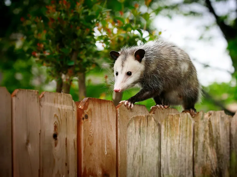 Possums
