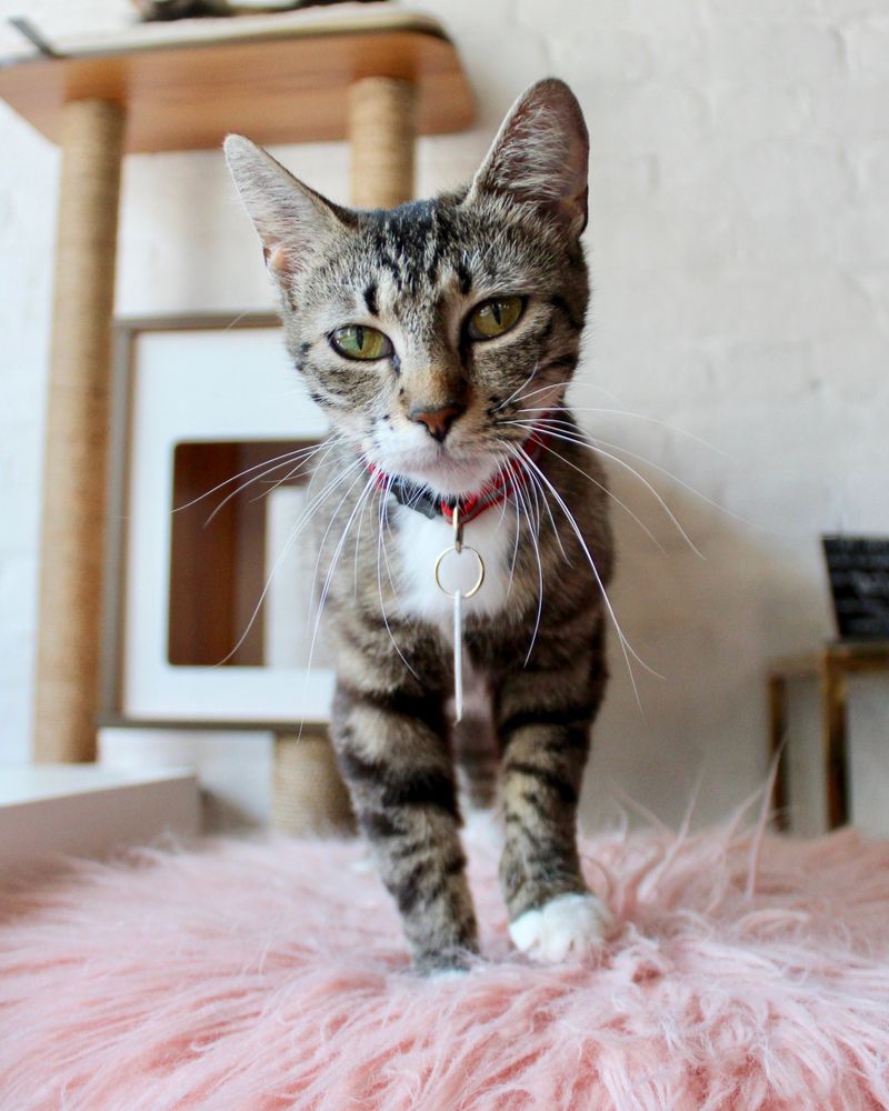 Pounce Cat Café – Charleston, SC