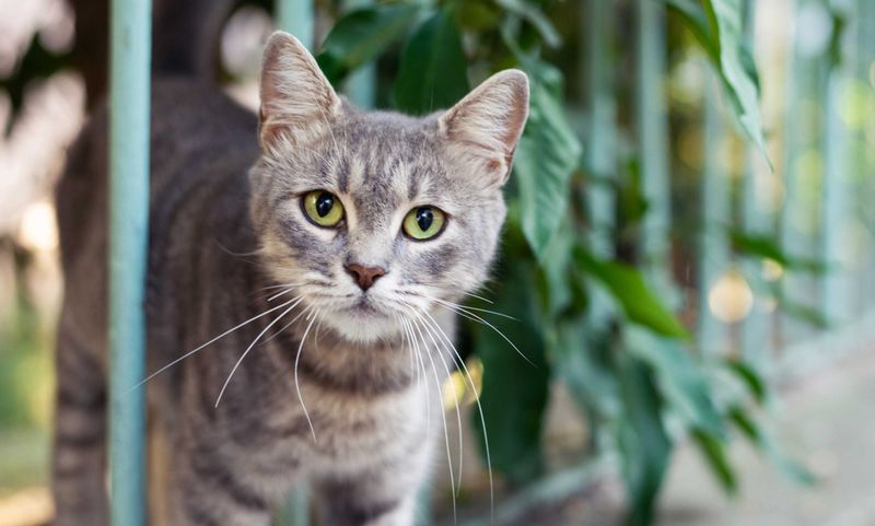 Predator Avoidance