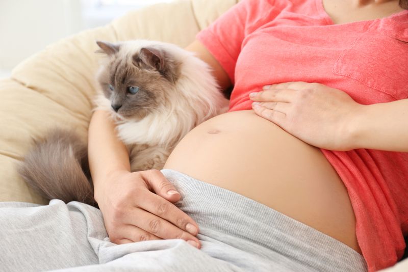 Pregnant Women Must Avoid Cats
