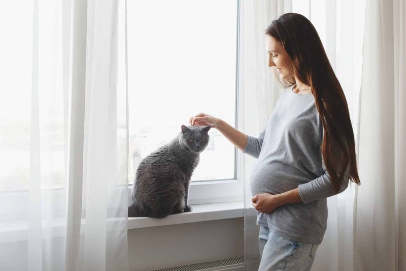 Pregnant Women Should Avoid Cats