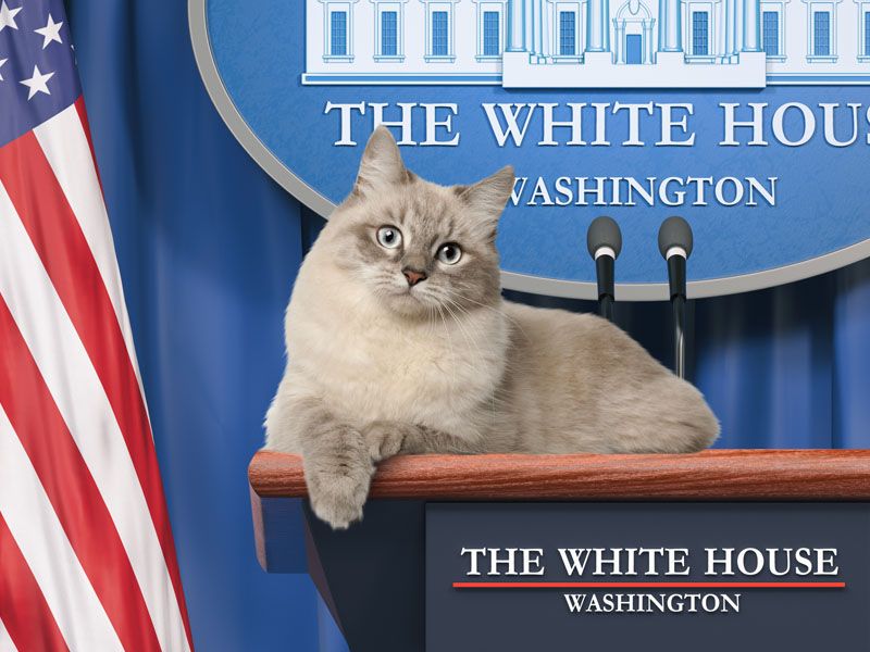Presidential Companions