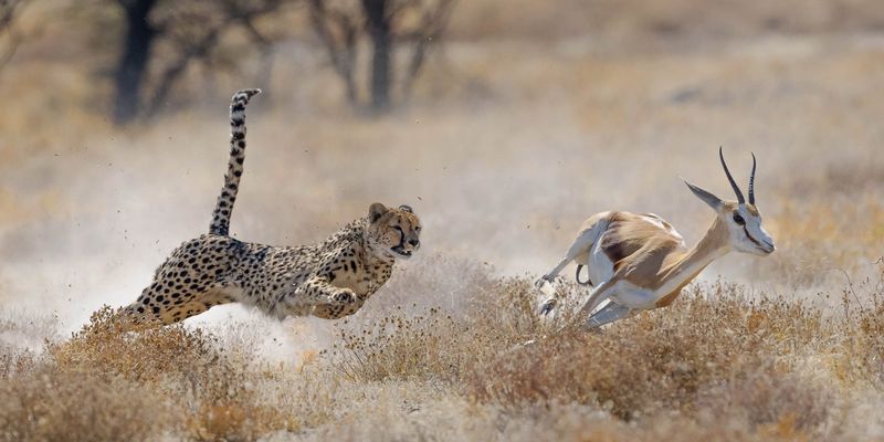 Prey Selection