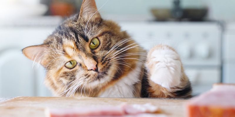 Processed Meats: Hidden Salt and Chemical Dangers