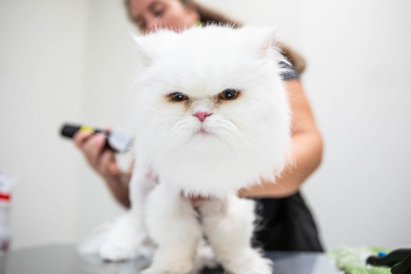 Professional Grooming Sessions