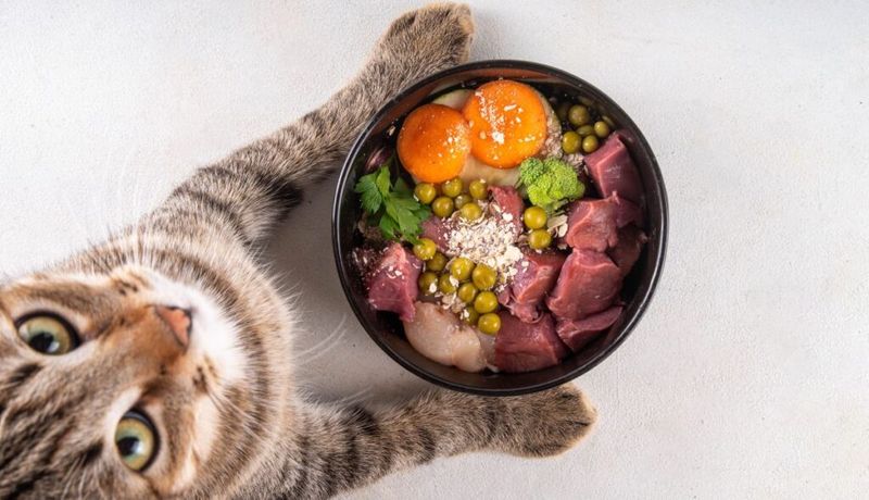 Proper Meal Preparation