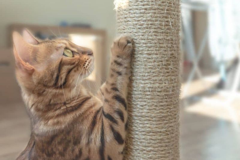 Provide Appropriate Scratching Posts