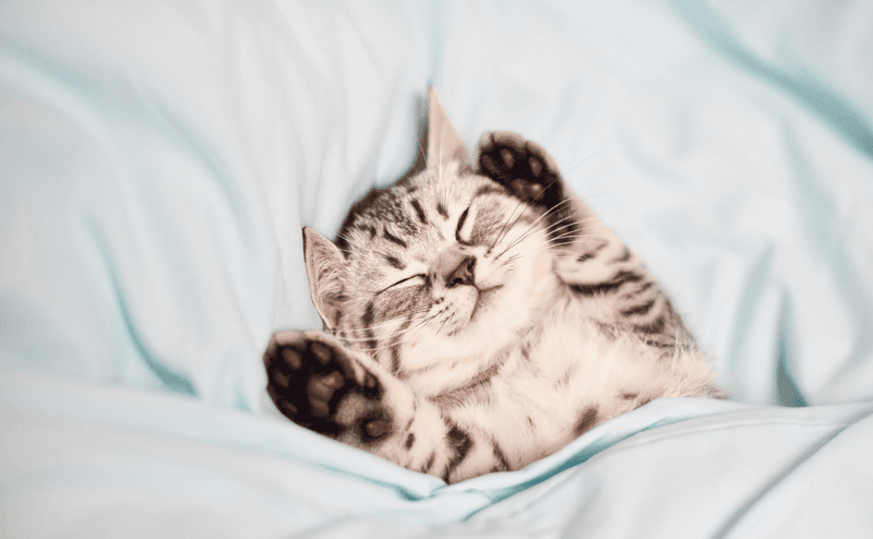 Provide Clean Bedding