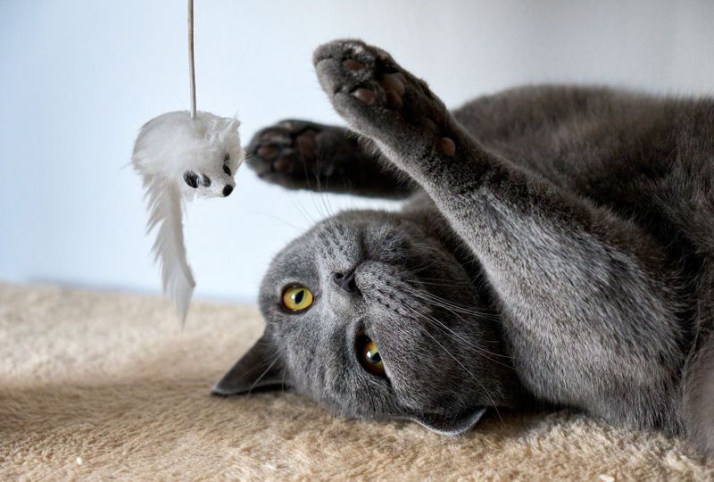 Provide Environmental Enrichment