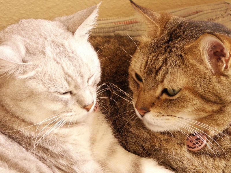 Provide Feline Companionship