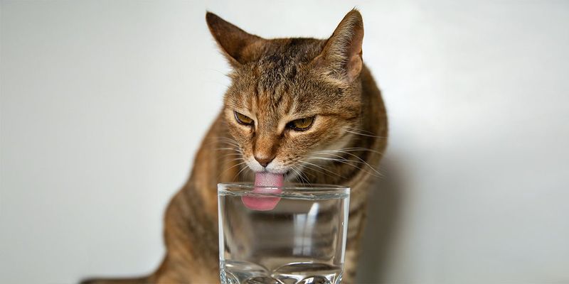 Provide Fresh Water