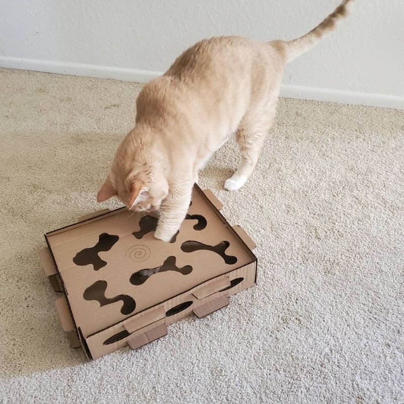 Provide Interactive Toys