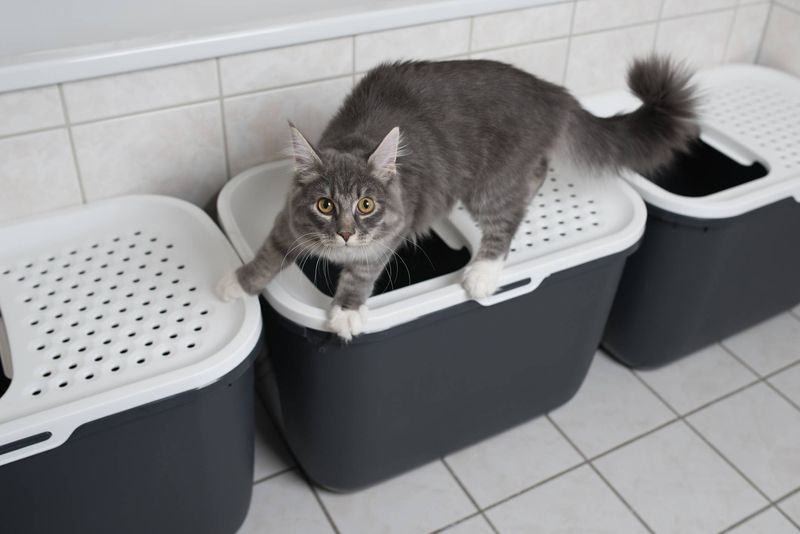 Provide Multiple Litter Boxes