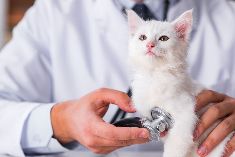 Provide Regular Health Check-ups