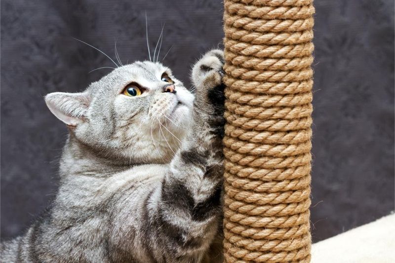Provide Scratching Variety