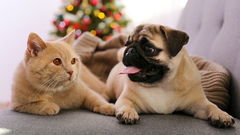 Pug